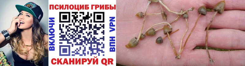Псилоцибиновые грибы GOLDEN TEACHER где найти Кологрив